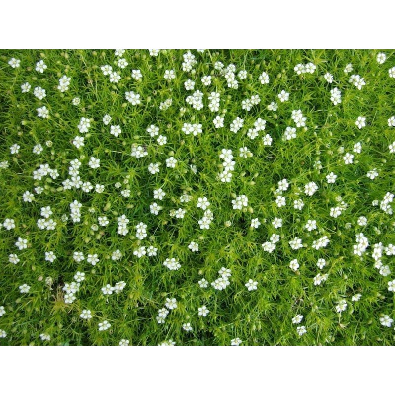 1000 Pcs Irish Moss Ground Cover Plant Fresh Garden Seeds