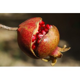 Cellavita Pomegranate Extract Vita with 40% Ellagic Acid | No Further Additives & Crimping Aids | Vegan Capsule Case | (120 Capsules)