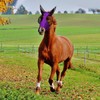 Horse Fly Mask with UV Protection - Breathable and Soft