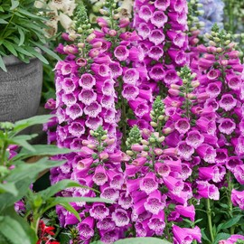 Outsidepride 50 Seeds Biennial Digitalis Foxglove Purple Flower Seeds for Planting