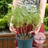 Yohsnor 5PCS Monstera Plant Stem Support - 11 * 9.4