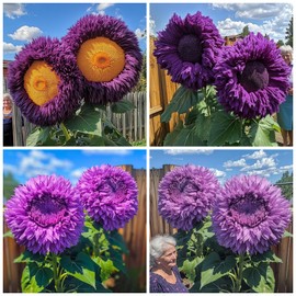 120+ Giant Sunflower Seeds for Planting - Rare Sunflower Non GMO Heirloom Seeds Attracts Pollinators