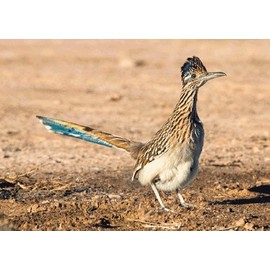 Roadrunner - Wildlife - 3D Postcard Greeting Card