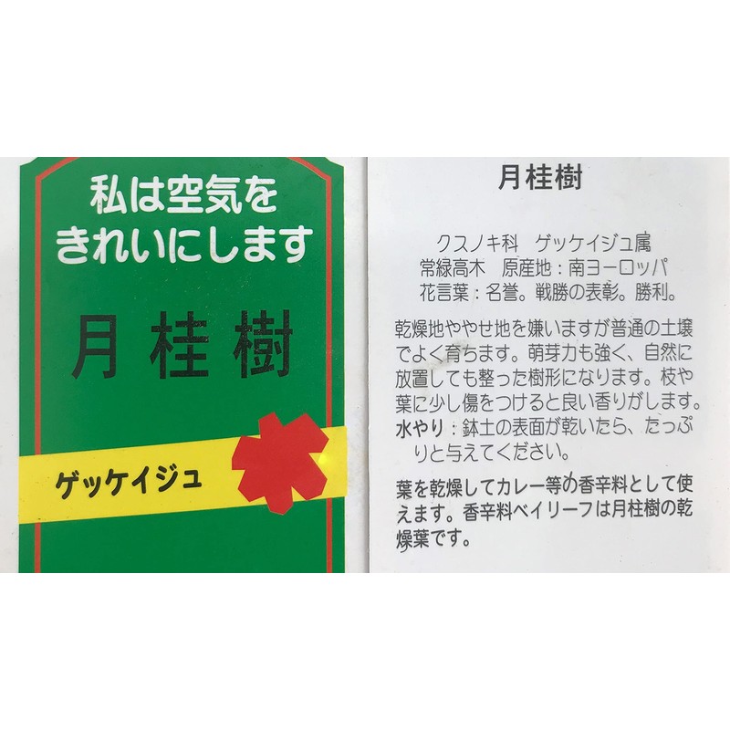 Hanamidori Laurel Seedling 4.1 inch (10.5 cm) Pot, 1 Strain