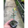 DESBEBE Live Plant -Laurus nobilis - 'Bay Leaf Tree' -