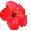 Mybrand Hibiscus Extract - Oil Soluble 4oz Plastic Bottle