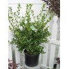 Ilex X meserveae 'China Girl' (Holly) Evergreen, 2 - Size