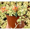 Live Cotyledon Pendens Plant - Trailing Succulent - Cliff Cotyledon
