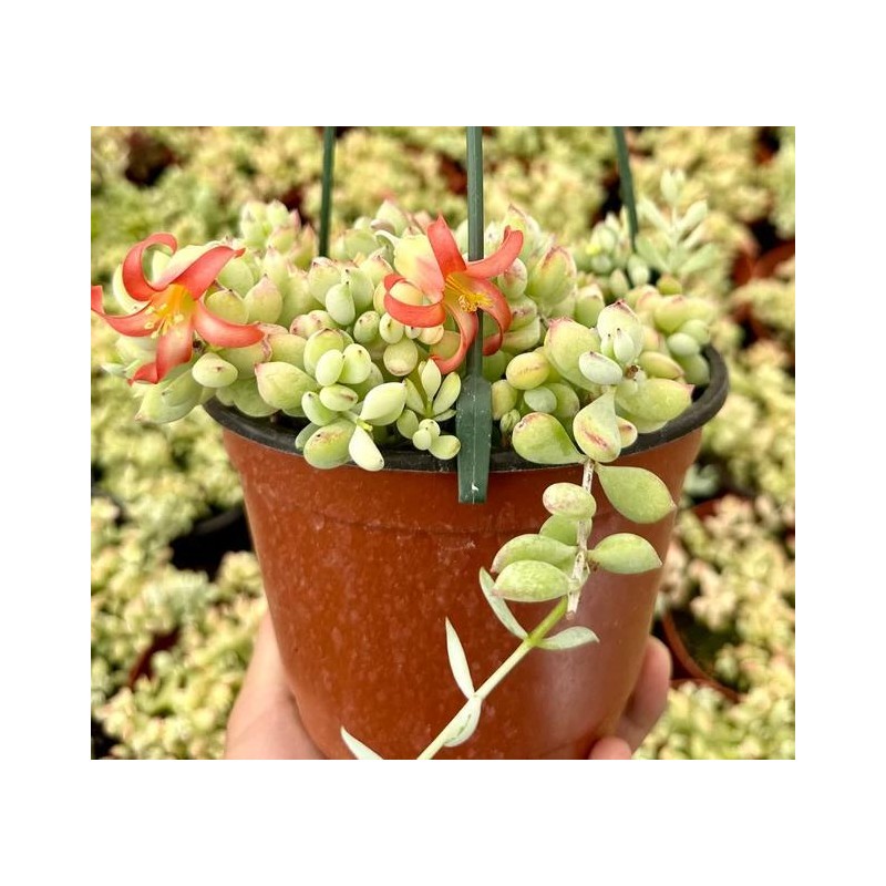 Live Cotyledon Pendens Plant - Trailing Succulent - Cliff Cotyledon