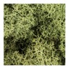 Ideen mit Herz Iceland Moss, Forest Green, Decorative Moss, Natural
