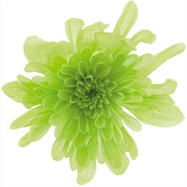 Earth Farms Brand of Preserved 6 Wheel with you, too Chrysanthemum