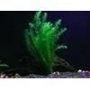 Oxygenating Plants Pack for Live Ponds or Aquariums (Small -