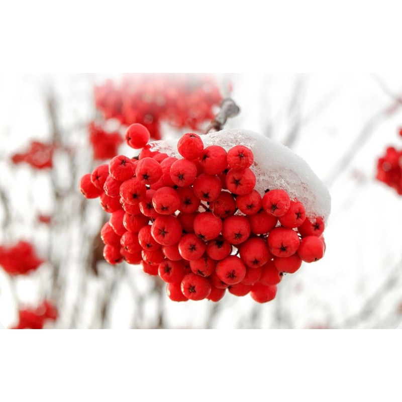 Organic Natural Pure Rowan berry | Sorbus commixta Fruits Dried