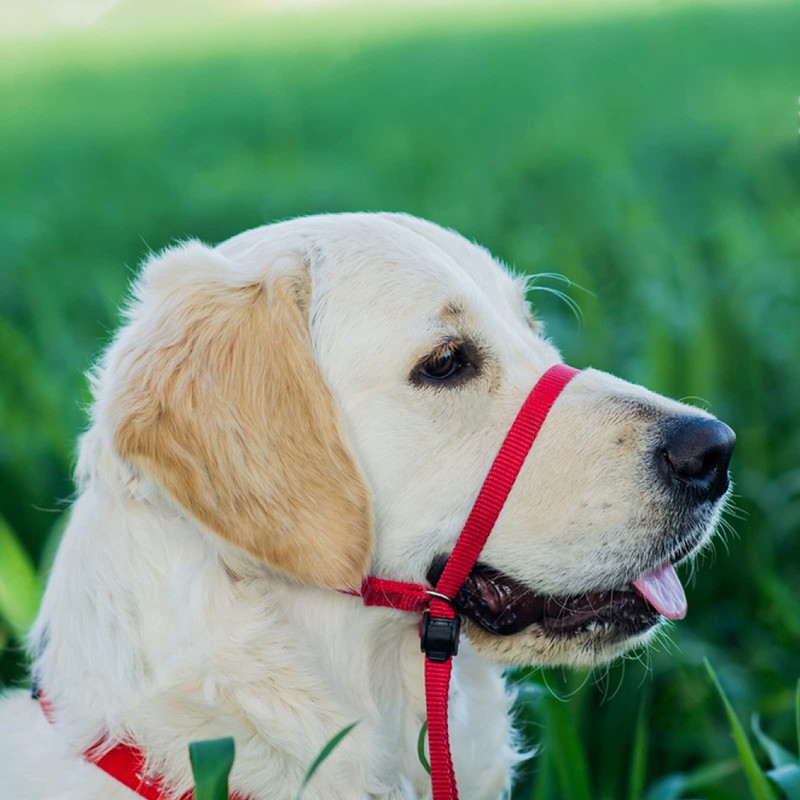 Head Halter for Dogs, Adjustable Dog Headcollar with 120 cm