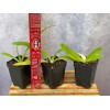 Orchids Paphiopedilum Imperial Jade (stonei x primulinum) slipper orchid rare