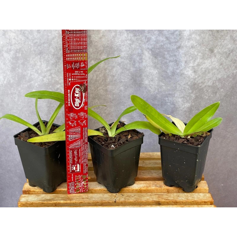 Orchids Paphiopedilum Imperial Jade (stonei x primulinum) slipper orchid rare