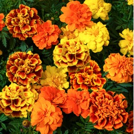 TomorrowSeeds - Sparky Mix French Marigold Seeds - 200+ Count - For 2025 Planting Medium Tagetes Patulas Double Mixed Colors Annual Daisy Pollinator Garden Flower Grow Your Own Home Farm Patio Healthy