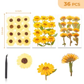 YONOVO 36 Pcs Yellow Pressed Flowers for Crafts (Zinnia, Calendula, Marguerite), Natural Real Small Flat Dried Flowers with Stems Kit for Resin,Bookmarks,Nail Art,Candle Making,Wedding Decoration
