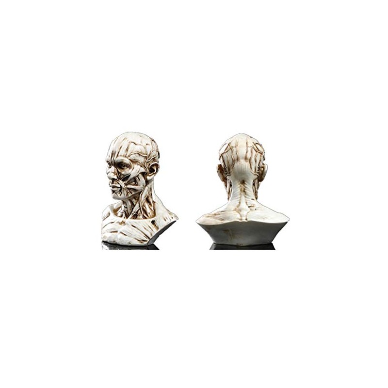 VOANZO Resin Human Model Anatomy Skull Head Muscle Bone Medical