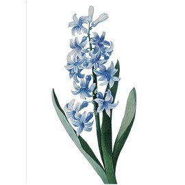 Fine Art Canvas Blue Hyacinth Canvas Wall Decor by Artist Design Lab for Living Room, Bedroom, Bathroom, Kitchen, Office, Bar, Dining & Guest Room - Ready to Hang - 21 in x 28 in