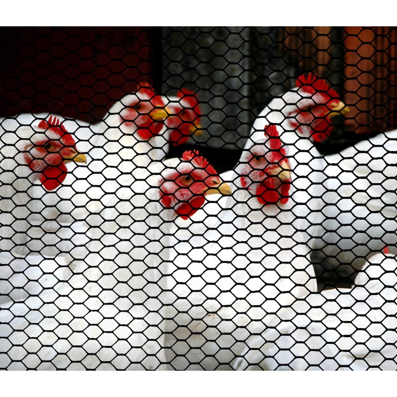 Boen - Plastic Hex Chicken Wire Mesh Temporary Fence Roll