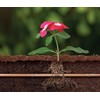 Rain Bird SSF70-50S Drip Irrigation Pressure Compensating 1/2" (0.700" OD)