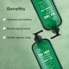 Botanic Hearth Tea Tree Shampoo And Conditioner Set | With