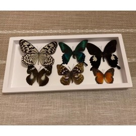 6 Pcs Real Natural Butterfly Specimen Taxidermy Butterfly Artwork Gift Home Deco