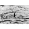 Scary Loch Ness Monster PHOTO Freaky Monster Nessie