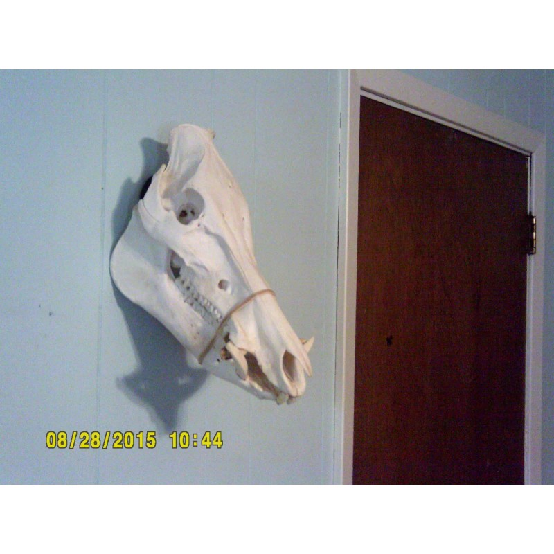 European Whitetail Skull Whitening Kit (enough for one Skull) works