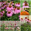 SEBIOLA Echinacea Seeds for Planting - 100 Pink Blooms, Long-Lasting