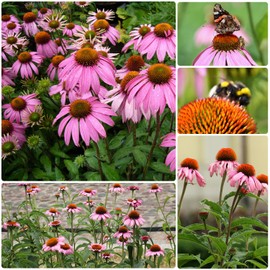 SEBIOLA Echinacea Seeds for Planting - 100 Pink Blooms, Long-Lasting Perennial Flowers for Pollinator Gardens, Medicinal Herb Use, Drought-Tolerant Plants for USDA Zones 3-9