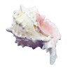 Steinfixx Murex Ramosus Pink Shell 70 g Golf of Mexico