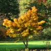 Generic The Japanese Sango Kaku Maple, Award Winning, Coral Bark,