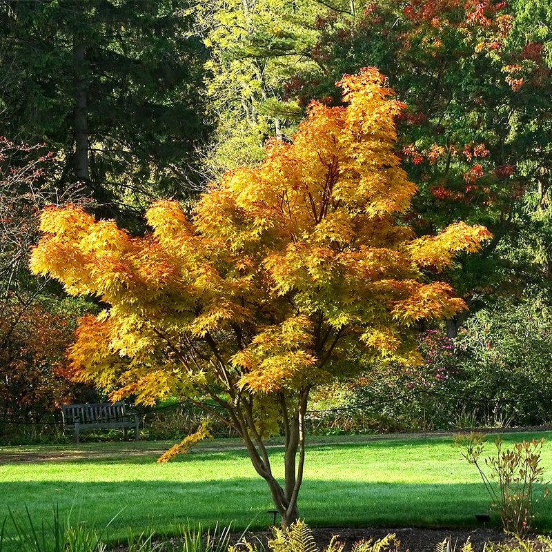 Generic The Japanese Sango Kaku Maple, Award Winning, Coral Bark,