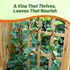 Outsidepride Basella Rubra Malabar Spinach Seeds - 100 Pcs. Perennial,