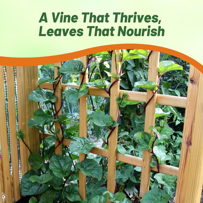 Outsidepride Basella Rubra Malabar Spinach Seeds - 100 Pcs. Perennial,