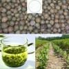 25 Camellia Seeds Camellia sinensis Chinese Green Tea Seeds Tea