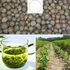 25 Camellia Seeds Camellia sinensis Chinese Green Tea Seeds Tea Plant Edible Flower