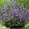 Catmint Seeds Perennial Herbaceous Plant Aromatic Foliage Prolonged Flowering Period
