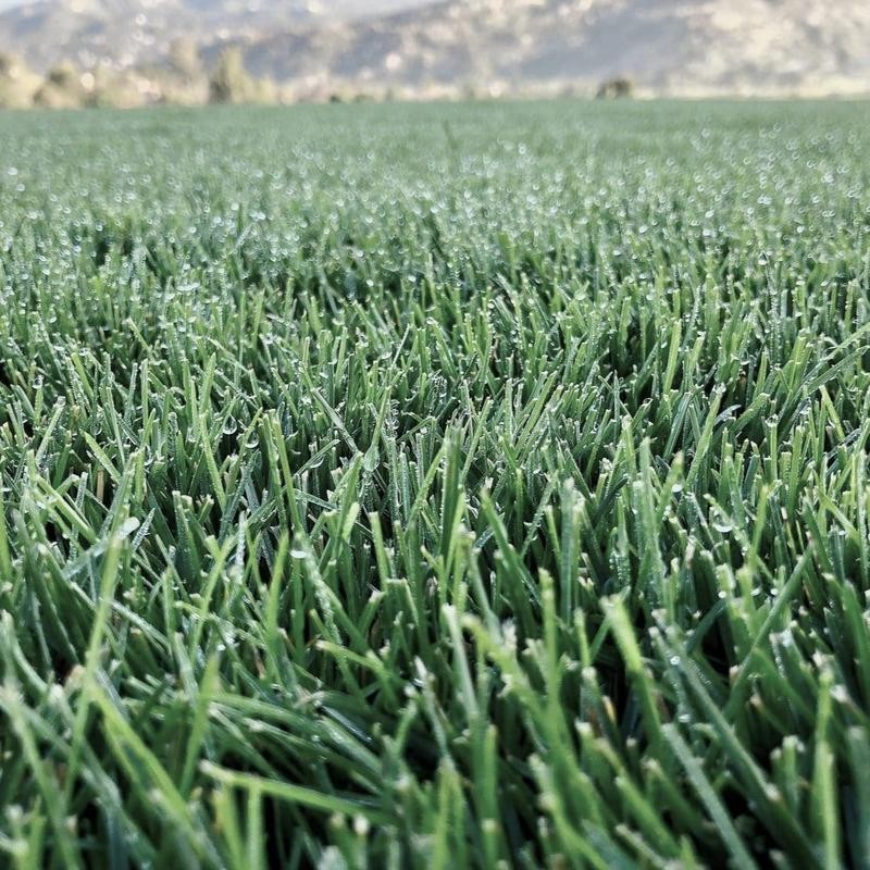 North Star Grass Seed | Premium Kentucky Bluegrass & Tall