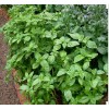 1000 Basil- Genovese Seeds-Open Pollinated-NON GMO.
