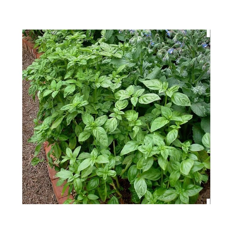 1000 Basil- Genovese Seeds-Open Pollinated-NON GMO.