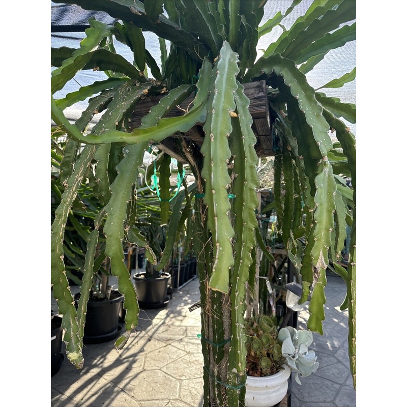 ORGANICO Physical, Graffiti DRAGON FRUIT CUTTINGS 8+ Inches