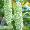 ZEshops 15pcs White Pearl Bitter Gourd Seeds Heirloom Balsam Pear