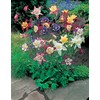 Mr Fothergill's 13701 Flower Seeds, AQUILEGIA McKana Giant Mixed
