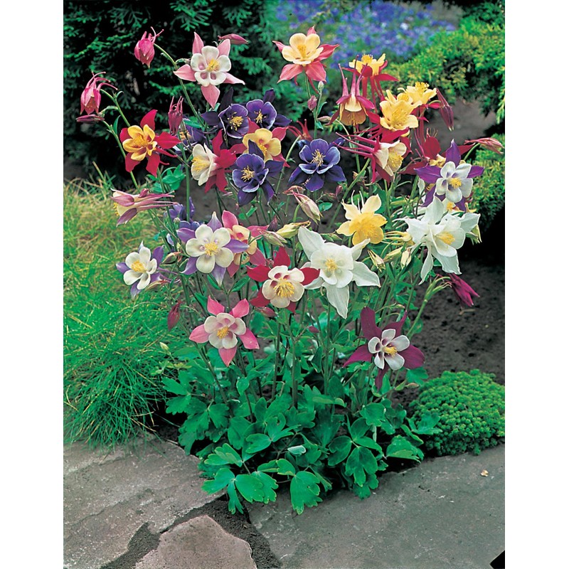 Mr Fothergill's 13701 Flower Seeds, AQUILEGIA McKana Giant Mixed