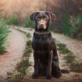 Didog Genuine Leather Dog Collar, Braided Dog Collar Leather Stylish Durable Metal Chain Dog Collar for Medium Large Dogs, Black, M