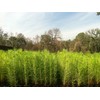 Loblolly Pine Tree Plants | 10 Live Seedlings | Pinus
