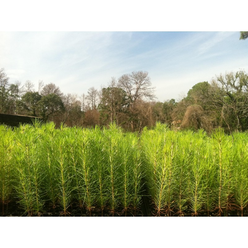 Loblolly Pine Tree Plants | 10 Live Seedlings | Pinus
